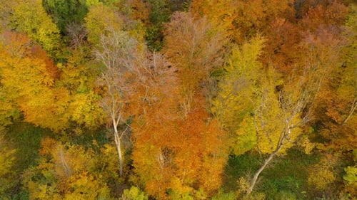 View From the Height on a Bright Autumn Forest