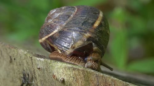 Große Schnecke in Muschel krabbelt im Wald Nahaufnahme