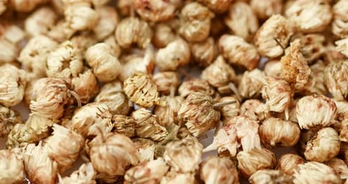 Dried Chrysanthemum Flowers in Detailed Close Up Shot