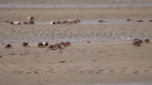 Group of Fiddler crabs on the beach