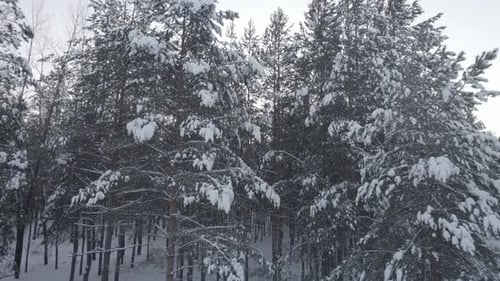 Beautiful Snowy Forest