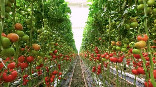 Tomatoes Growing on Vines in a Greenhouse