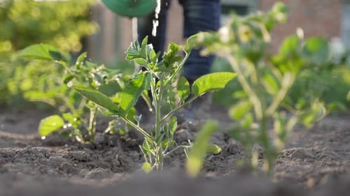 Urban Gardener Watering Green Pepper Plants