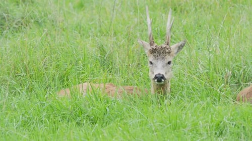 Wild Deer Relaxing in a Lush Green Meadow