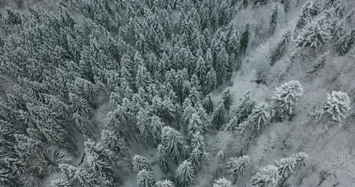 Aerial View of a Frozen Forest with Snow Covered Trees at Winter. Flight Above Winter Forest in