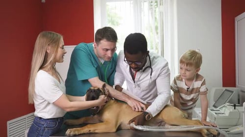 Two Vets Examining the Dog in Cabinet