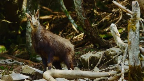 Una gamuza mira a la cámara y luego mira hacia otro lado en un bosque