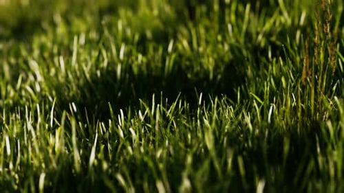 Grünes frisches Gras als schöner Hintergrund