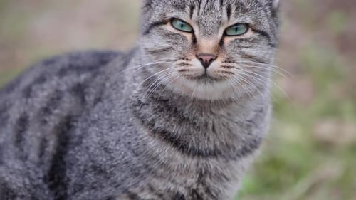 Cute tabby cat looking at the camera