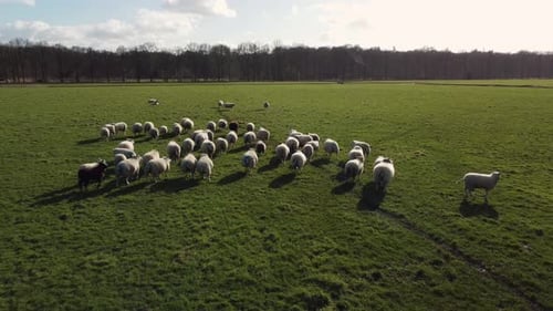 Farmland herd of sheep running over field, aerial moving forwards