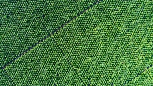 Aerial drone video of palm oil plantation