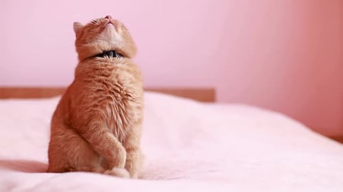 The Red Cat Sits on the Couch and Looks Into the Camera