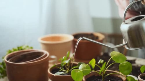 Watering Small Plants in Pots Indoors
