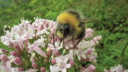 Bumble Bee Gathering Pollen on Pink Flower