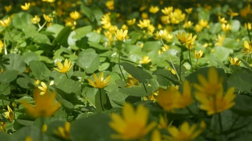 Yellow Wildflowers Blooming in a Green Field
