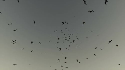 Silhouettes of Flying Birds Against a Grey Sky