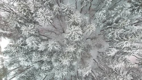 Top down aerial over snow covered pine trees in cold winter forest