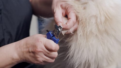 Le toiletteur coupe les griffes de Poméranie avec un coupe-griffes en gros plan