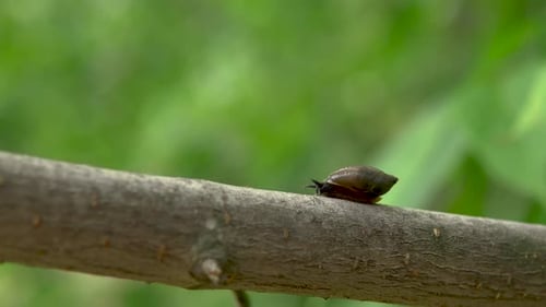 Eine Schnecke gleitet auf einem Ast. Schnecke mit einer Schale auf dem Rücken.