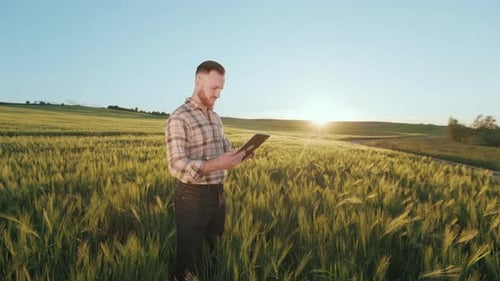 A Young Farmer is Standing in the Middle of a Wheat Field and Working on a Tablet