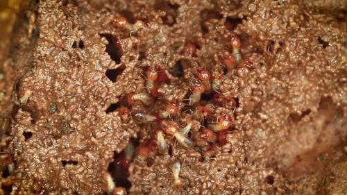 Termite dans le parc national de Bardia, Népal