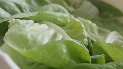 Slow pan on green lettuce Lactuca sativa leaves 4K footage