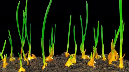 Growing spring onions, time-lapse with alpha