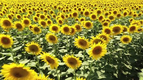 Common sunflower.