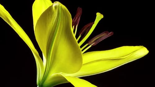 Ouverture de la fleur de lys Time Lapse
