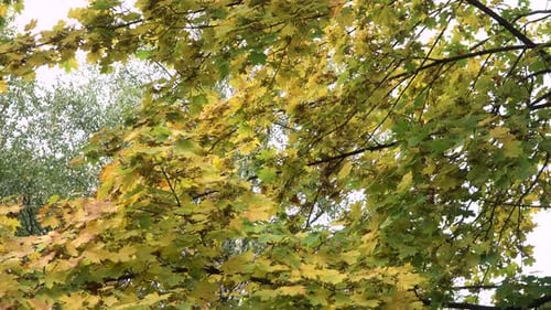 Herbstlandschaft mit Bäumen und Blättern.