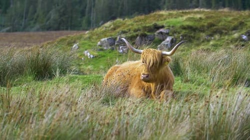 Highland Cow Resting Peacefully in Green Meadow