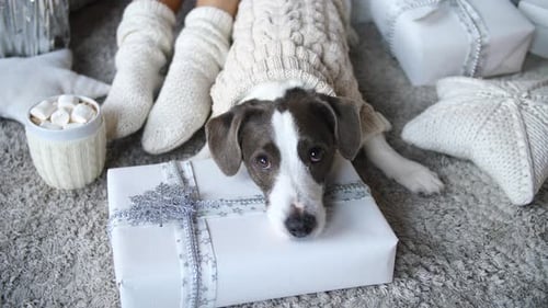 Dog Wearing Sweater Resting on Christmas Gift