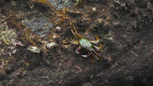 Crabs on the Rock at the Beach