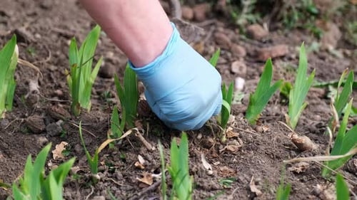 Close Up View of Plucking the Weeds By Hoe