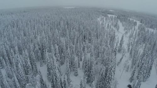 Endless Expanse of Winter Pinery, Aerial View