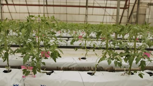 Rows of Tomato Plants Growing in Greenhouse
