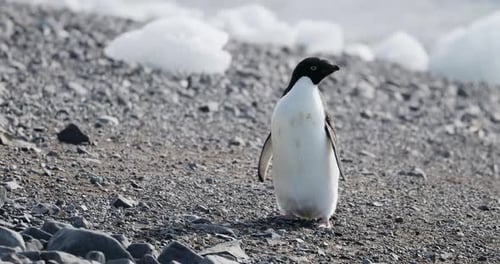 Lone Penguin Standing on Rocky Antarctic Beach