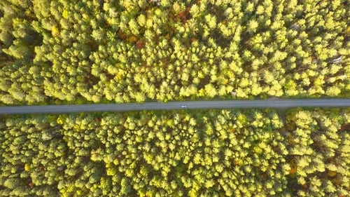 Car On The Nature Forest Road