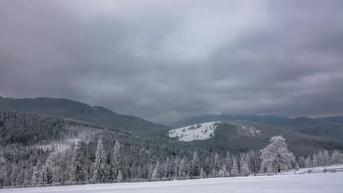 The Winter Mountain Forest