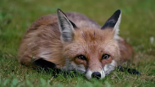 Renard dans l'herbe regardant autour