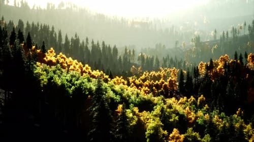 Coucher de soleil radieux dans les montagnes avec la forêt