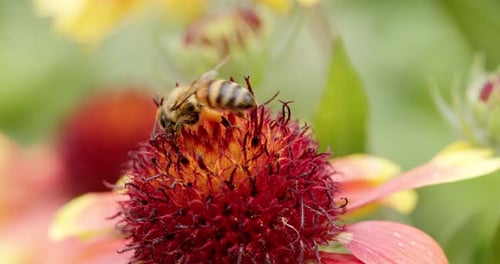 Hummel bestäubt eine von der Sonne beleuchtete Blume