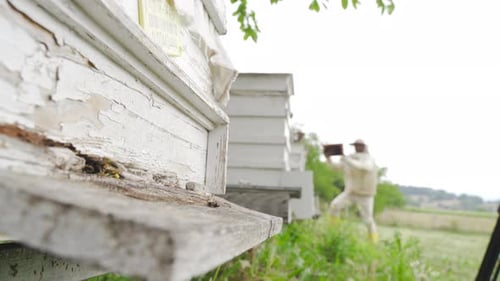 Bee.