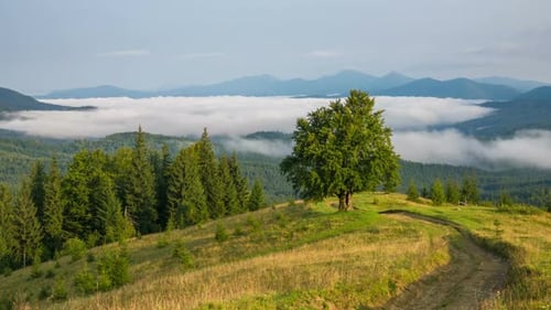 Scenic Mountain View with Fog and Tree