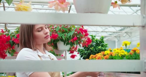 Woman tending to plants in sunny greenhouse