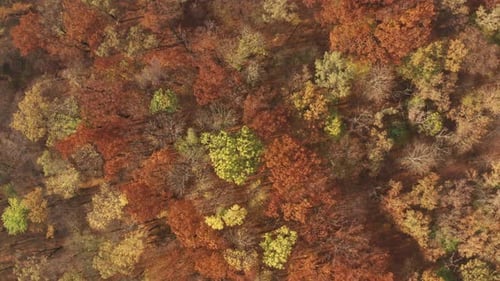 Autumn forest
