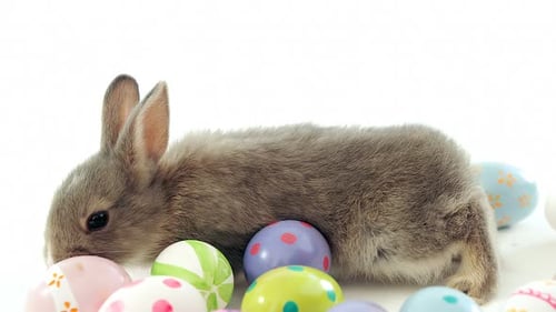 Gray Bunny with Decorative Easter Eggs