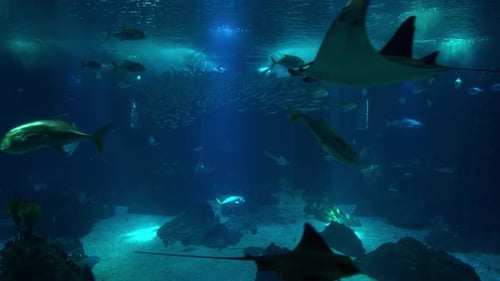 Inside Tropical Fish Tank