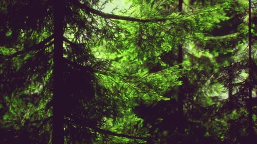 Green Cone Trees in Bright Sun Light
