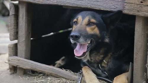Dog Resting in Wooden Doghouse on Sunny Day
